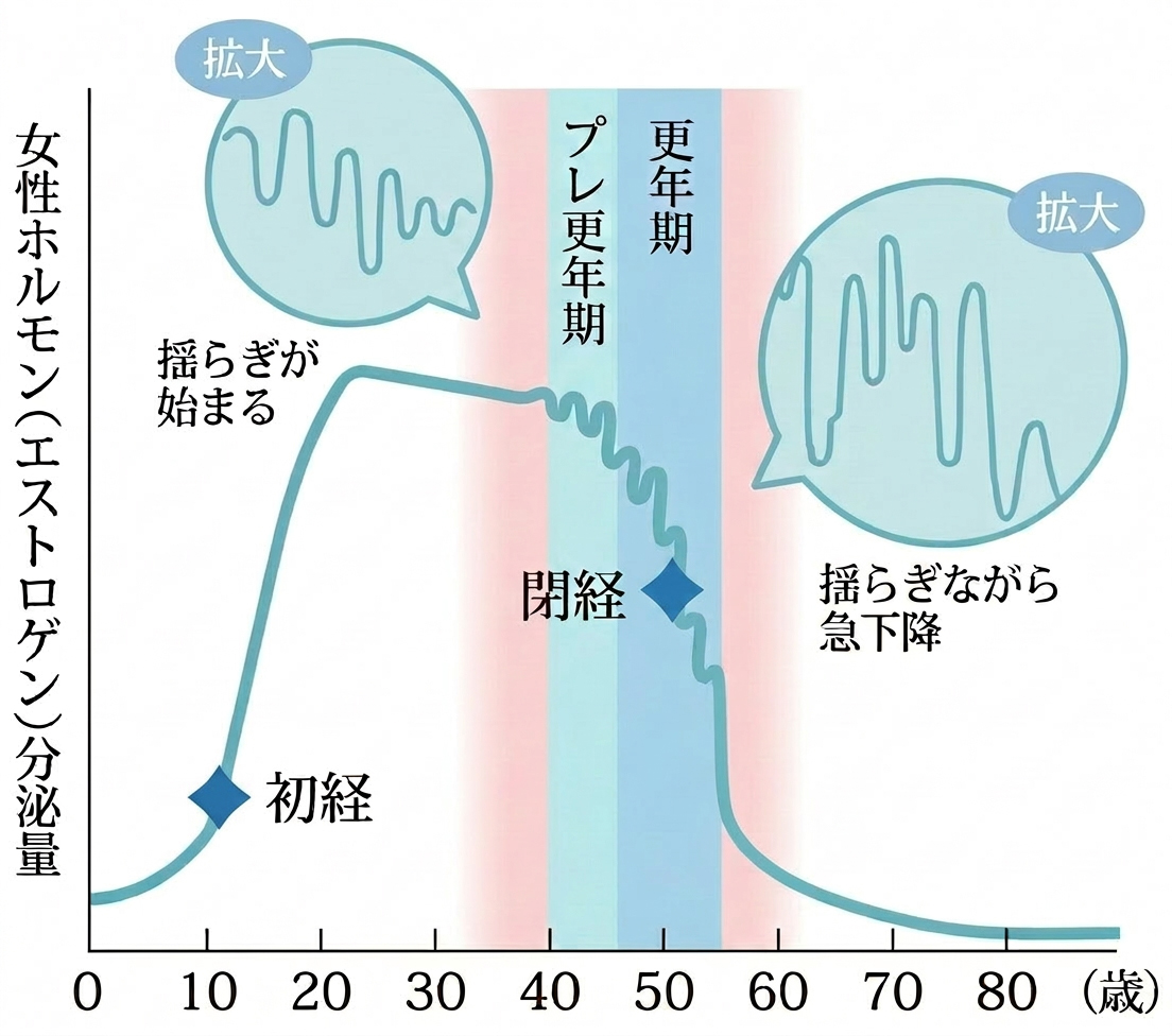 女性ホルモン（エストロゲン）分泌量